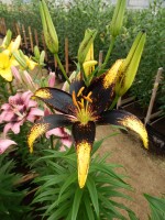 [4067 Lion Heart Mak No102.JPG]